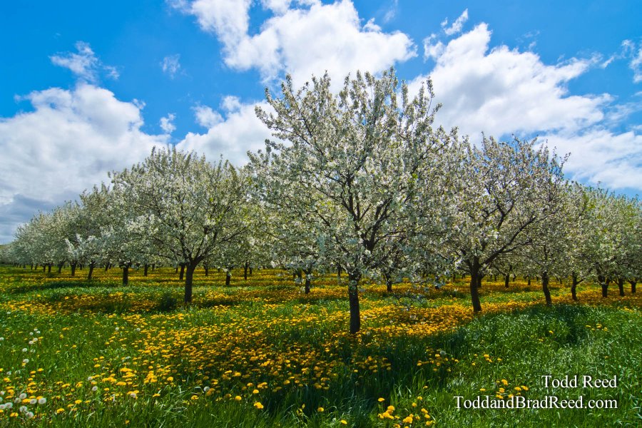 Fruit Country