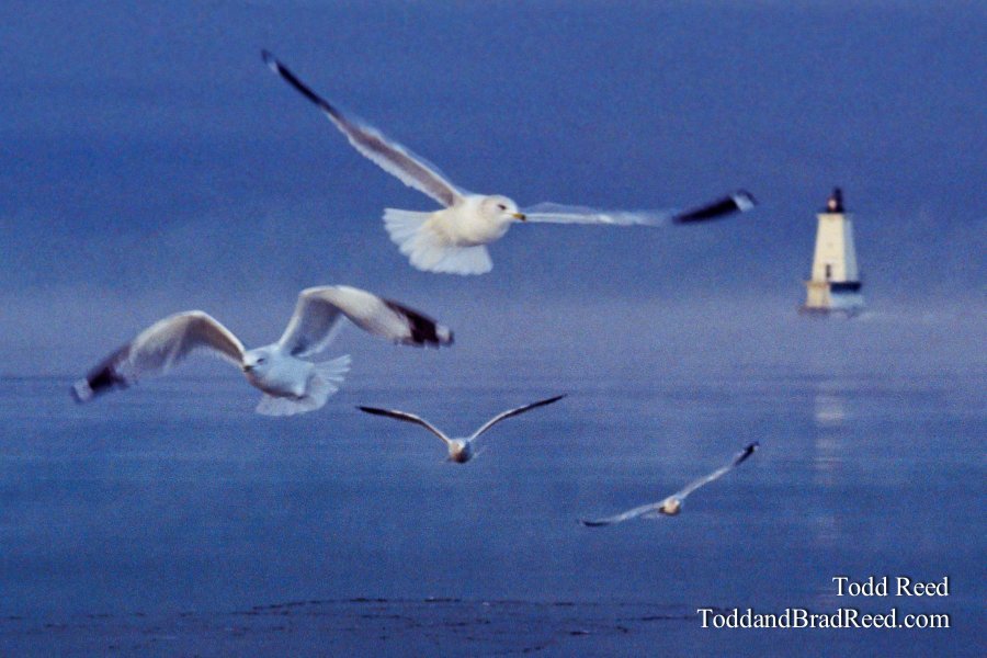 Gull Morning