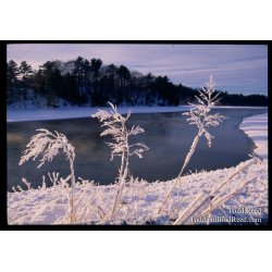 Ludington State Park (2008)
