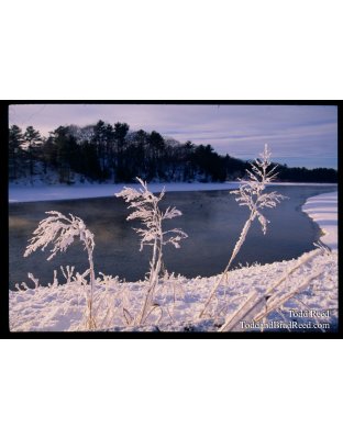Ludington State Park (2008)
