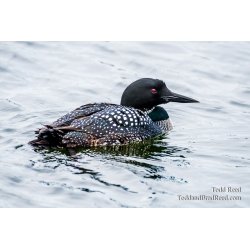 Ludington Loon