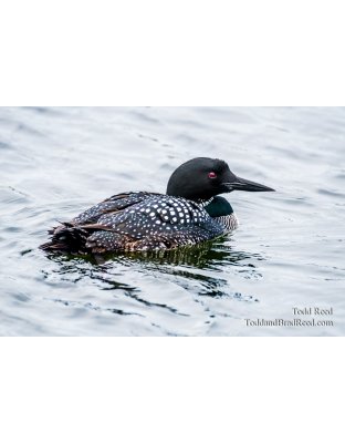 Ludington Loon