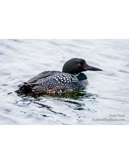 Ludington Loon