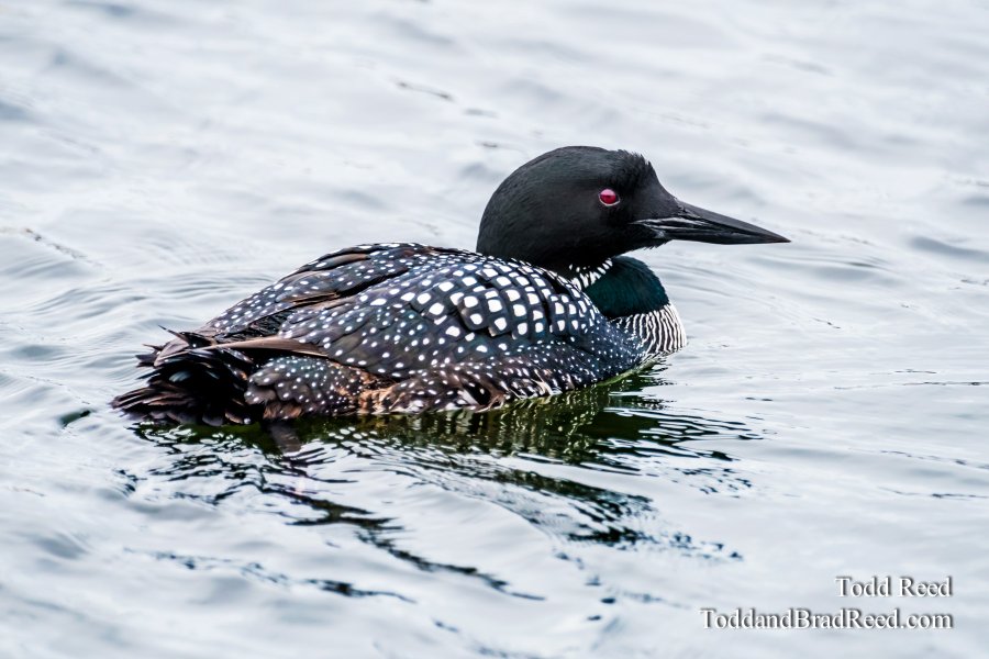 Ludington Loon