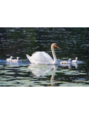 Ludington State Park June
