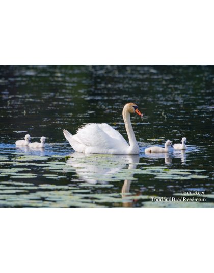 Ludington State Park June