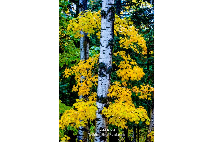 Screaming Yellow