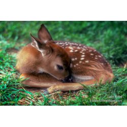 Spotted Fawn Redone