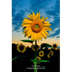 Sunflower Power