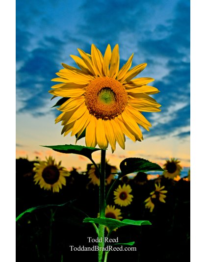 Sunflower Power