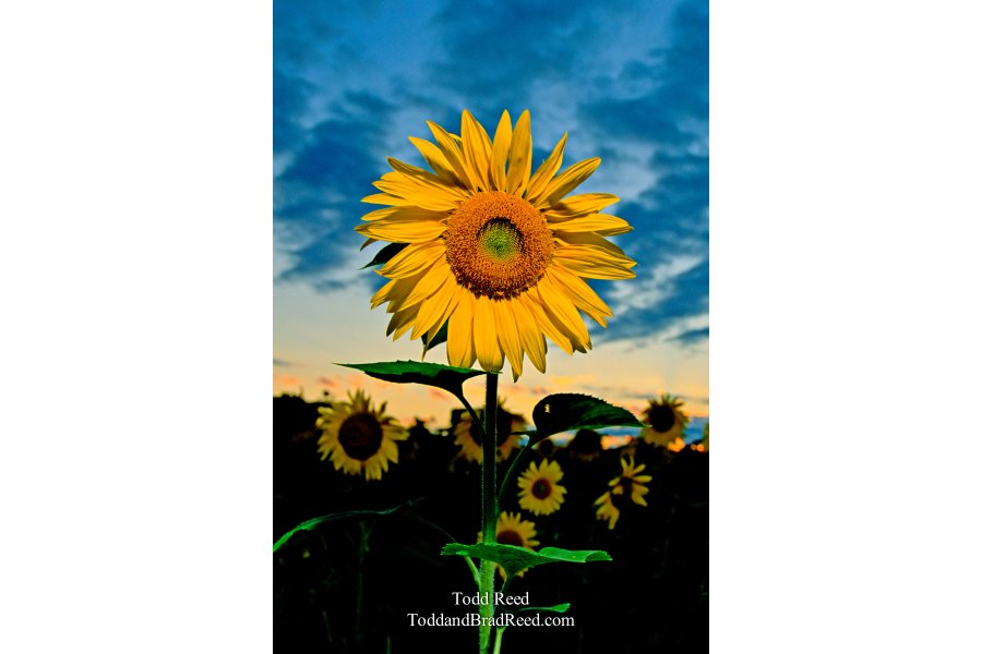 Sunflower Power