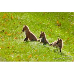 The Three Musketeers