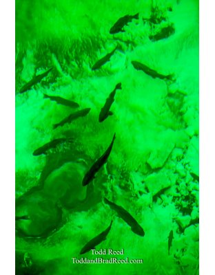 Underwater at Kitchitkipi