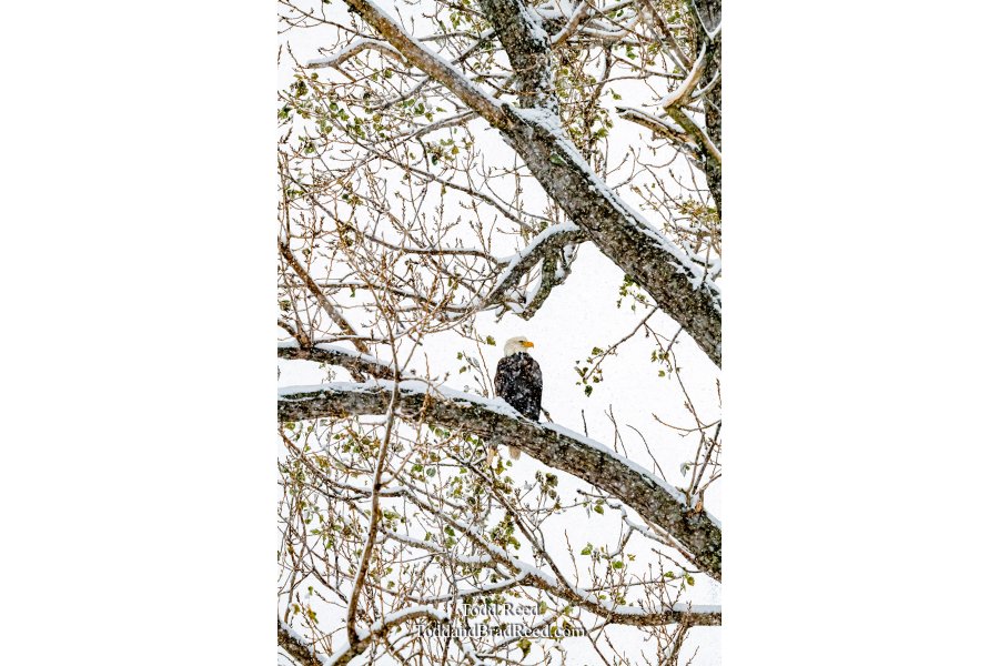 Wintery Perch
