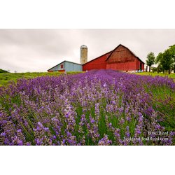Lavender Hill Farms