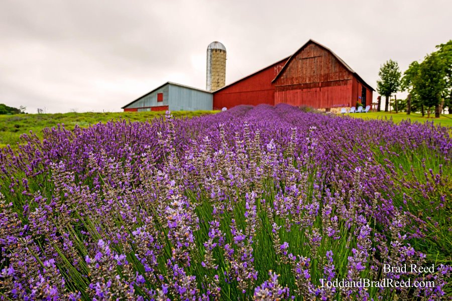 Lavender Hill Farms