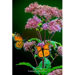 Wednesday (3378)