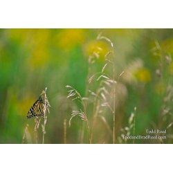 Butterfly Magic