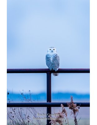 Rachel's Day 10 of 366 - January 10, 2020