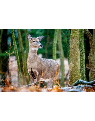 Brad Reed's Day 11 of 366