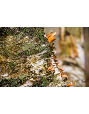 Rachel's Day 11 of 366 - January 11, 2020