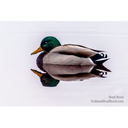 Brad Reed\'s Day 13 of 366