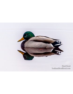 Brad Reed's Day 13 of 366