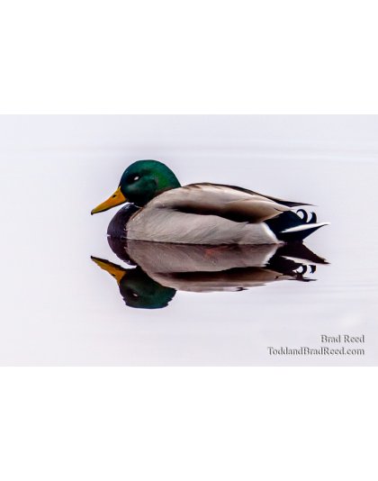 Brad Reed's Day 13 of 366