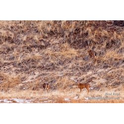 Brad Reed\'s Day 15 of 366
