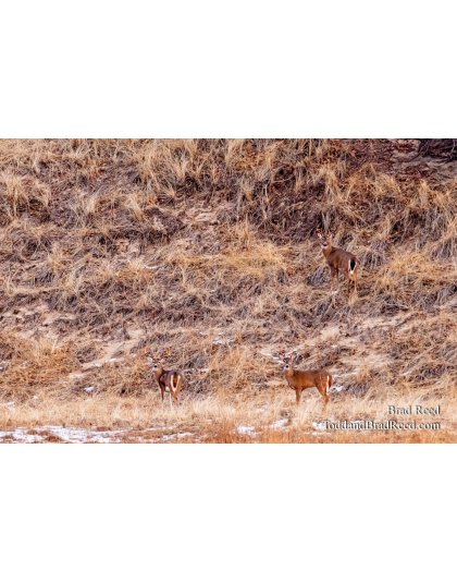 Brad Reed's Day 15 of 366