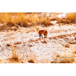 Rachel\'s Day 17 of 366 - January 17, 2020