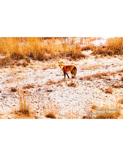 Rachel's Day 17 of 366 - January 17, 2020