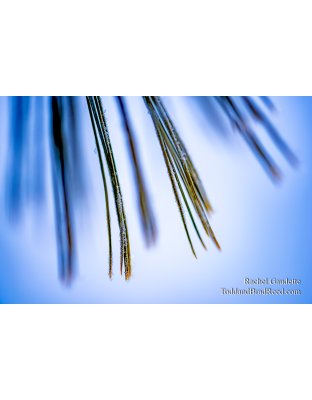 Rachel's Day 21 of 366 - January 21, 2020