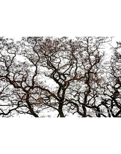 Brad Reed's Day 24 of 366