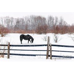 Brad Reed\'s Day 26 of 366