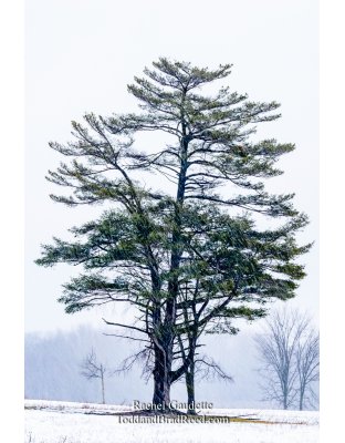 Rachel's Day 26 of 366 - January 26, 2020