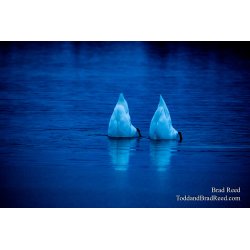 Brad Reed\'s Day 29 of 366