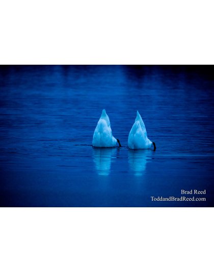 Brad Reed's Day 29 of 366