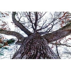 Rachel\'s Day 29 of 366 - January 29, 2020