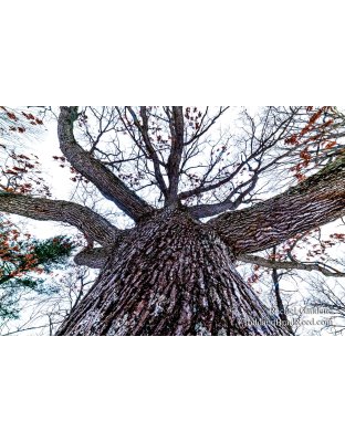 Rachel's Day 29 of 366 - January 29, 2020