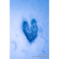Brad Reed\'s Day 30 of 366