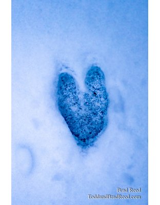 Brad Reed's Day 30 of 366