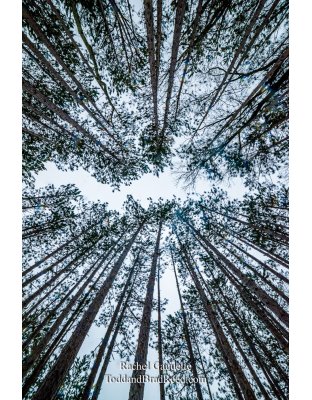 Rachel's Day 31 of 366 - January 31, 2020