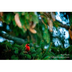 Brad Reed\'s Day 32 of 366