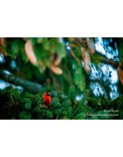 Brad Reed's Day 32 of 366