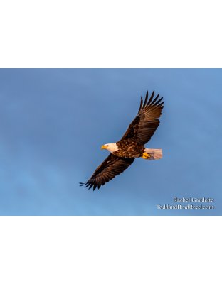 Rachel's Day 35 of 366 - February 4, 2020