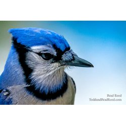 Brad Reed\'s Day 36 of 366