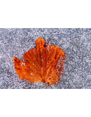 Rachel's Day 37 of 366 - February 6, 2020