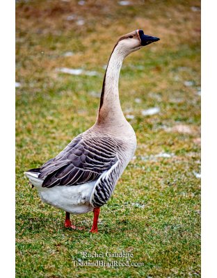 Rachel's Day 38 of 366 - February 7, 2020