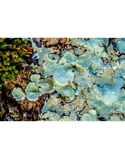 Brad Reed's Day 39 of 366